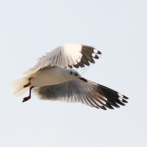 自由翅膀天空背景的飞行海鸥图片