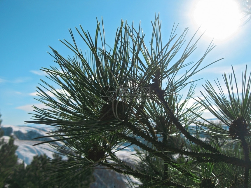 圣诞节季松树的绿针冬天公园图片
