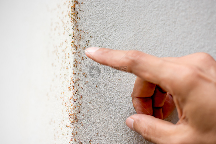 许多蚂蚁在石膏墙上行走手指着穆尔斯柯的手黑色昆虫动物图片