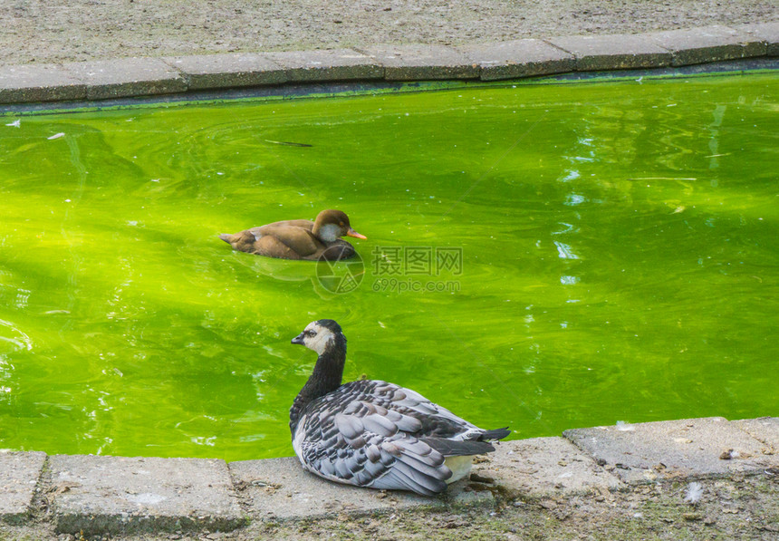 水禽公园池塘里一个棕色和黑白鸭子草图片
