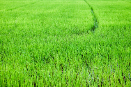 绿稻田在泰国提交了背景材料植物叶子米图片