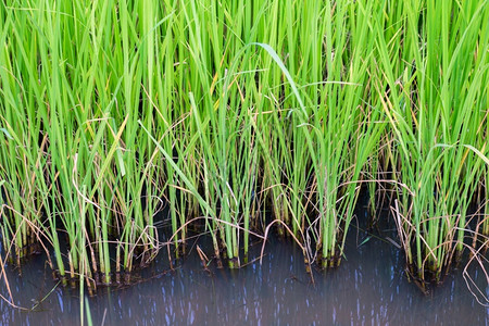 亚洲绿稻田在泰国提交了背景材料树米图片