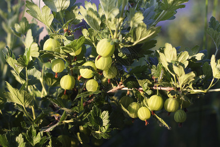 分支树叶中有一枝成熟果子的鹅莓枝红里草上桃子一样绿收成夏天图片