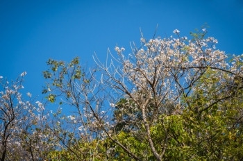 细节旅行自然公园树上的白花户外图片
