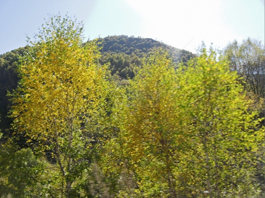 直的黄色猩红生树和秋天大白风景图片