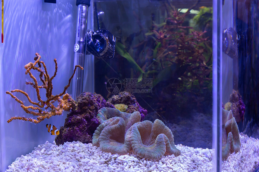 小珊瑚礁鱼内装饰小型珊瑚水族馆海空的绿色图片