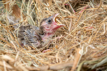 春天鸟巢中饥饿的幼婴儿无助图片