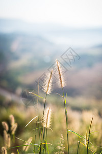 场地农业爬坡道山顶上美丽的青花朵图片