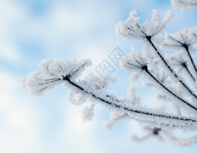 美丽冬季风景边场冻结的花朵冷白色图片
