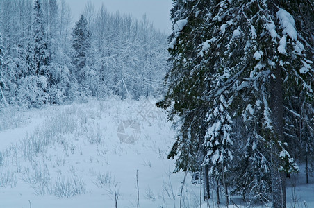 冬季雪霜美景图片