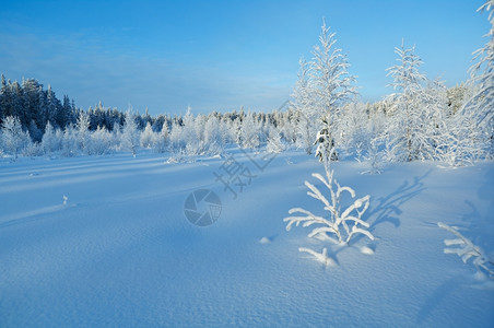 冬季雪霜美景图片