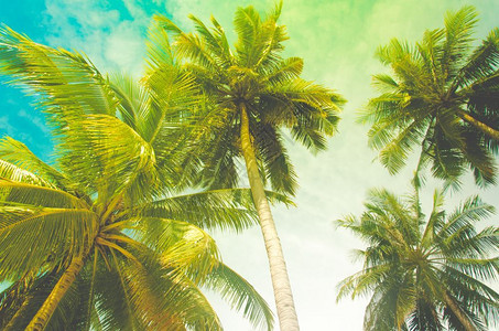 绿色天空热带海岸的椰子树用温暖调重制成自然图片