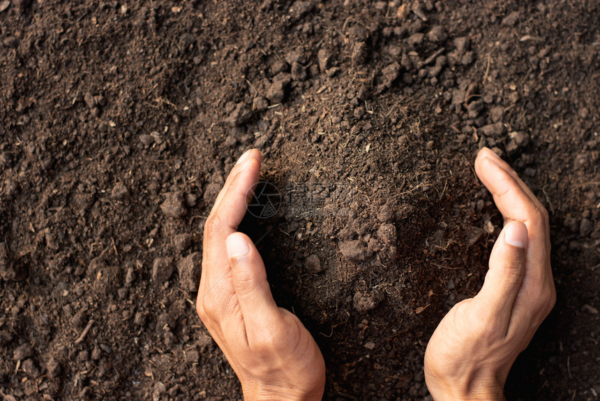 生态环境的种子陶土壤图片
