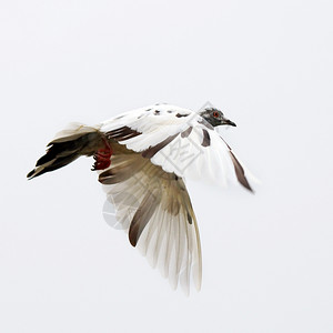 行动归位在白色背景上被孤立的飞鸽传播图片