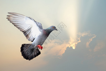 希望带美丽的太阳光背景飞鸽自由灵背景图片