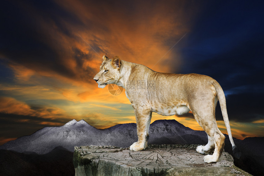 自然黄昏站在岩石悬崖上面对美丽的黄天空背景非洲狮子女们危险图片