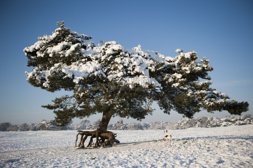 树木冷若冰霜白色的201年月日荷兰索埃斯特州沙丘冬季风景中被雪覆盖的松树图片