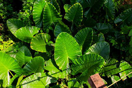 花园植物耳朵大象科洛卡西亚EscuculentaL带阳光的叶子图片