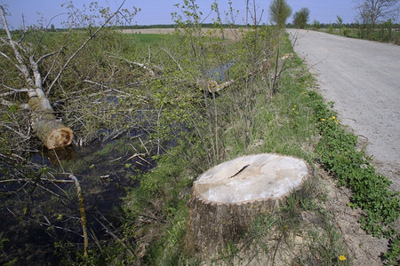 老的在一条有水沟渠里砍树在农村公路附近砍树工业的环境背景