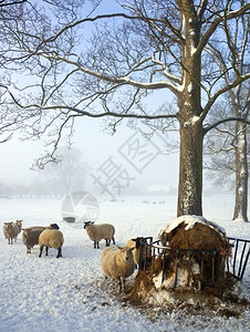 动物喂食农业在联合王国北约克郡冬季雪下的一个农场喂养羊的图片