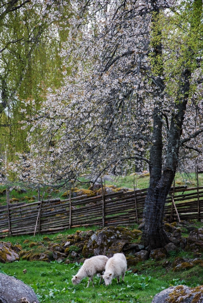 在古老农村风景中的一棵鲜花树上牧羊乡村的库尔曼一种图片