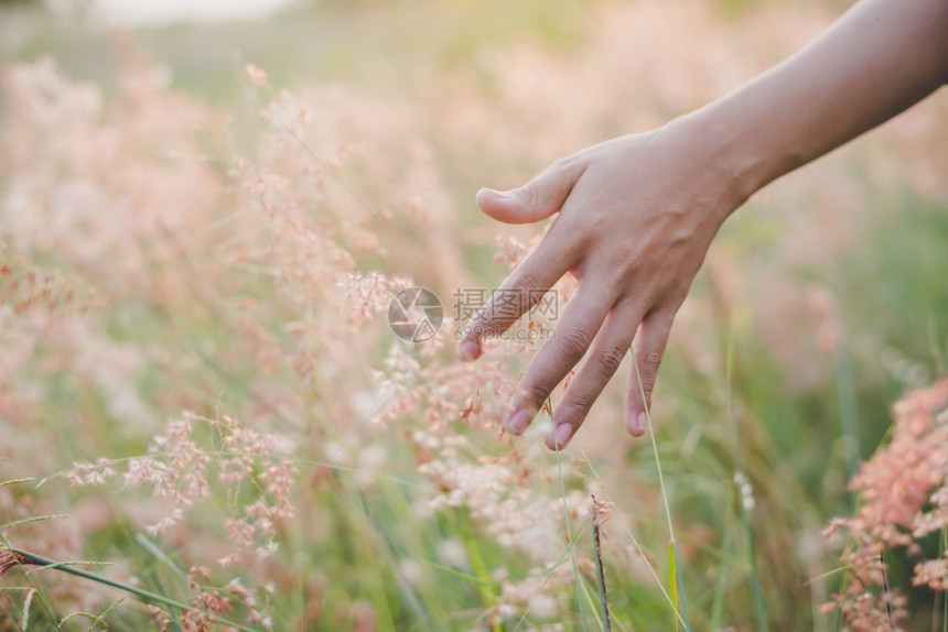 女人的手触摸着田野中的草地在日落时农村和自然风景接触女士抽象的图片