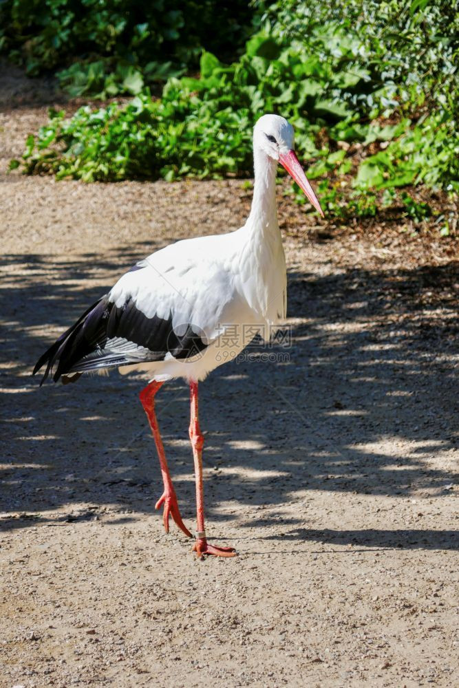 动物在城市公园中行走的单一鸟沃克鹳图片