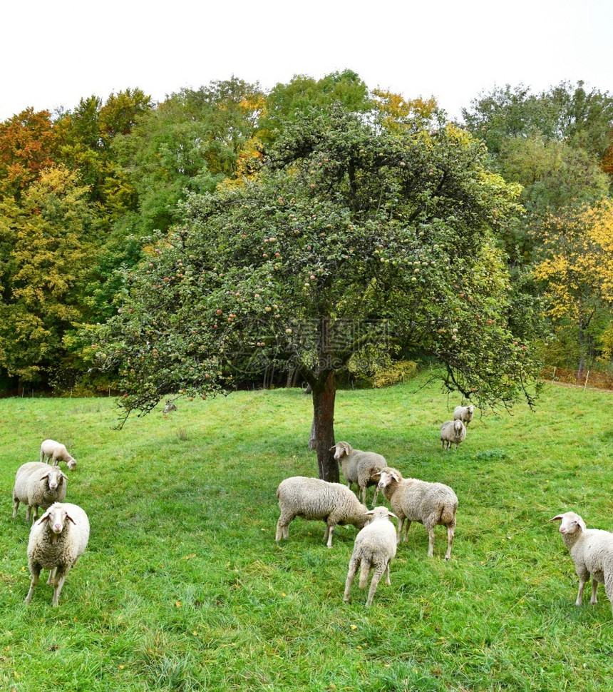 绿草地上的牧羊德国毛皮绿色图片