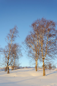 日落冬季和时斜坡上的树枝雪阳光木图片