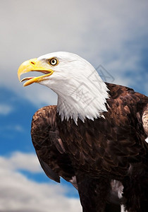 富豪美国人羽毛秃鹰对着阴云的天空图片
