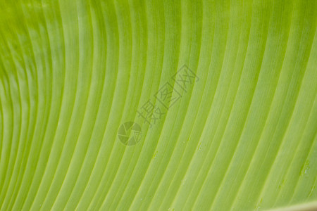 健康香蕉叶纹理背景静脉绿色图片