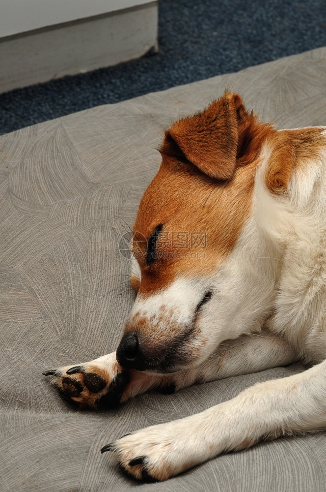 仔一只JackRussell小狗睡在灰色的垫子上动物纯种图片
