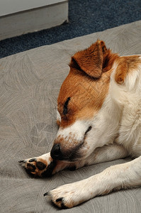 Jackrussell仔一只JackRussell小狗睡在灰色的垫子上动物纯种背景