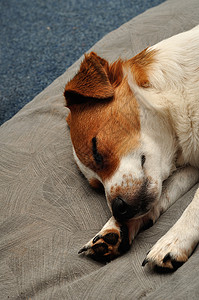 Jackrussell年轻的自然纯种一只JackRussell小狗睡在灰色的垫子上背景