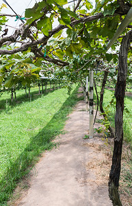 排泰国农村有机葡萄种植场泰国农村有机葡萄场绿色生长图片