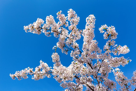 开花舍内维尔园春季树枝有盛开的白花和蓝天空图片