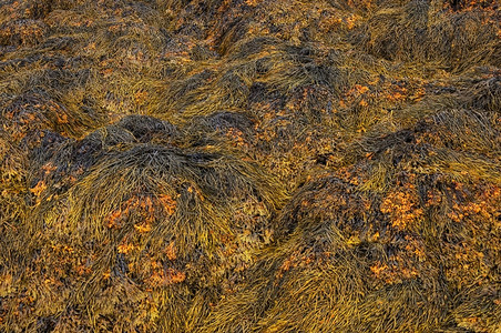 低的破坏海洋巴伦支岸低潮的棕色藻图片
