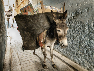 收藏负担在摩洛哥非斯的麦地那区街道很窄一头驴子提供垃圾服务狭窄的图片