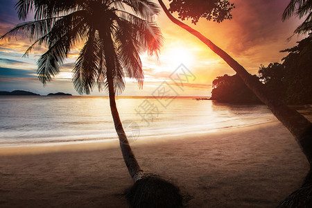 轮廓黄昏海边有两棵椰子树的美丽日落天空植物图片