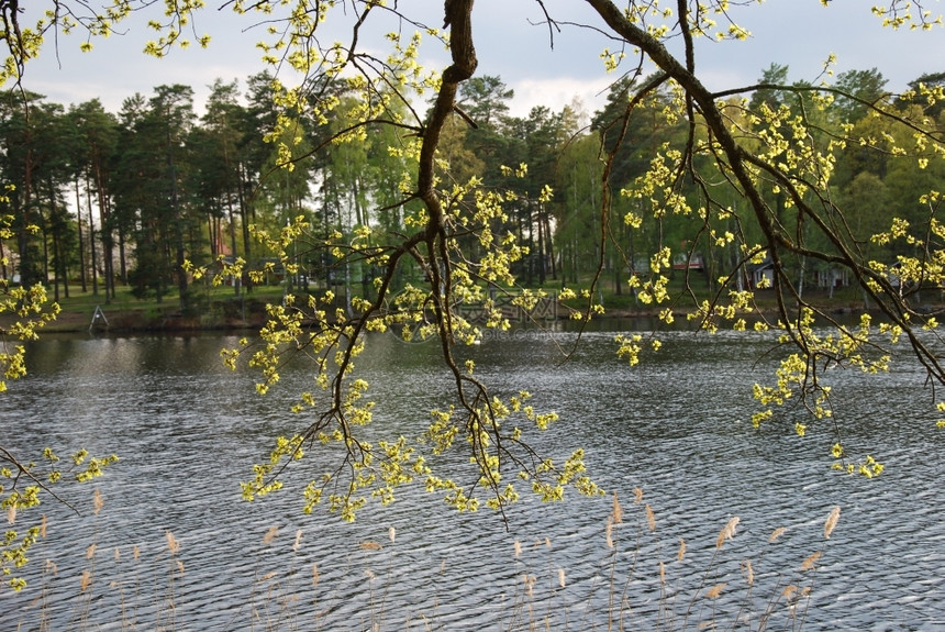 蓝色的湖边有新鲜叶子的树枝阳光春天图片