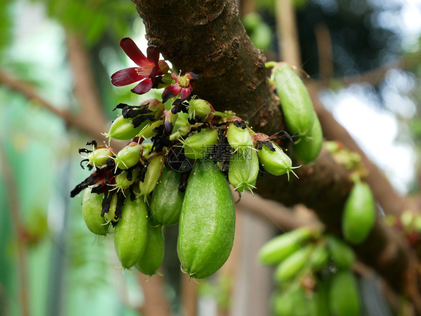 有机的比林宾库坎伯阿维罗霍亚比林利水果在花园的树上成熟植物图片