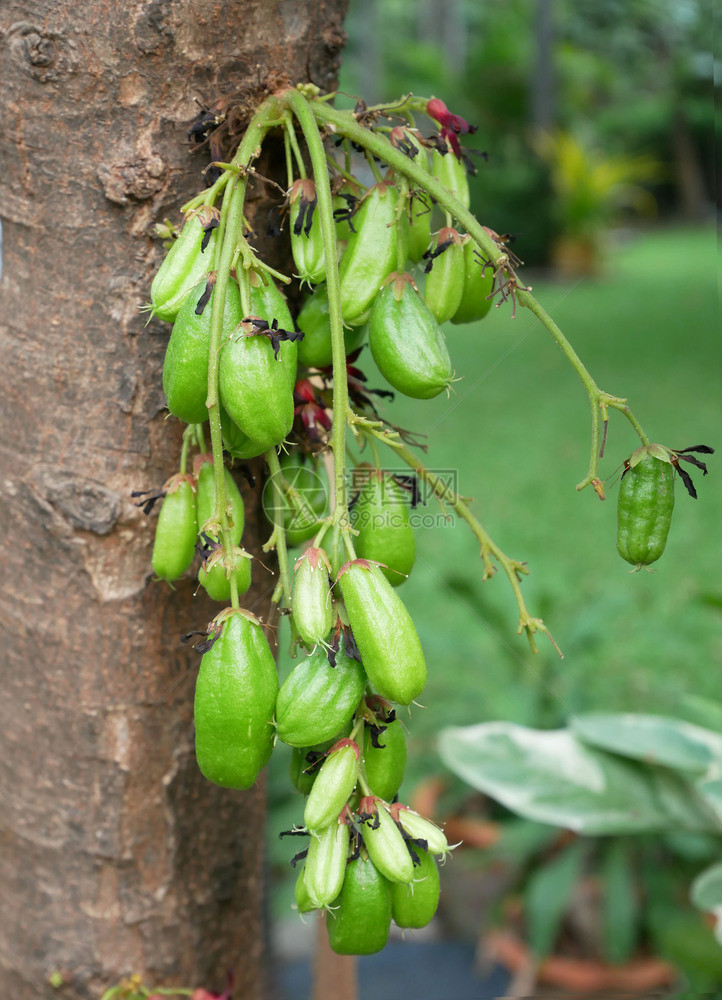 比林宾库坎伯阿维罗霍亚比林利水果在花园的树上绿色药物柑橘图片