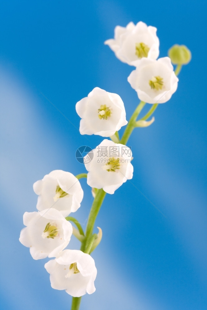 蓝天上的山谷莉香气花植物图片