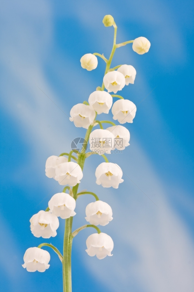 季节山谷里的百合花束蓝天上的山谷莉图片