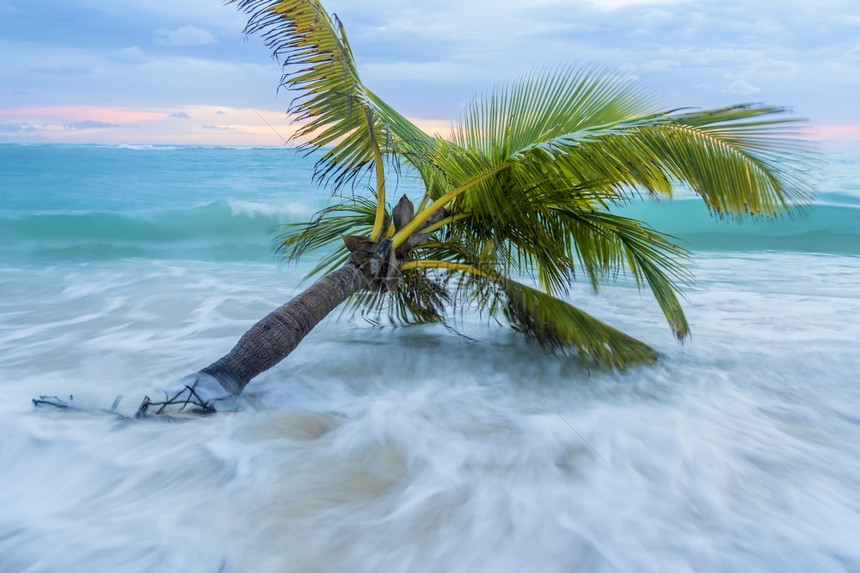 树海岸加勒比滩的景区美丽图片