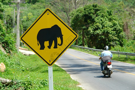 运输泰国大象与的公路标志亚洲安全图片