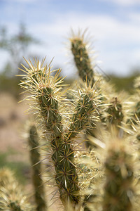库存脊柱有尖刺的仙人掌植物在干燥和炎热中存活多刺的图片