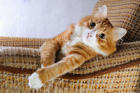 可爱毛茸茸的猫咪图片