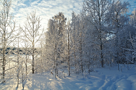 冬季风景雪地覆盖的树木季节俄罗斯寒冷的图片