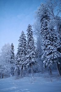 森林冬季风景雪地覆盖的树木冷冻季节图片